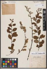 Salix aurita L. x Salix starkeana Willd.